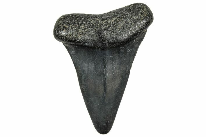 Fossil Broad-Toothed Mako Tooth - South Carolina #329089
